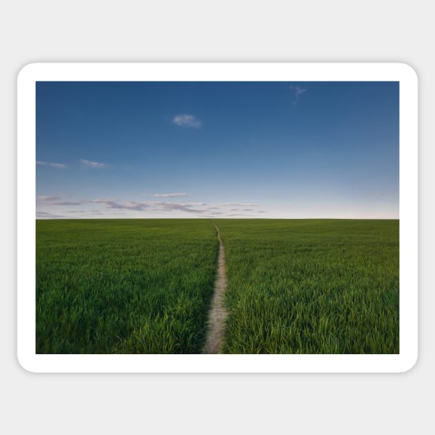 footpath piercing a wheat field Sticker by psychoshadow